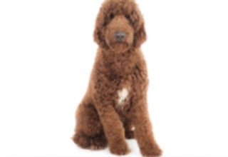 Doodle Breeds breed example, 81+ lb