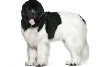 Double Coat Breeds breed example, 81+ lb