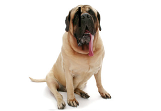 Short Coat Breeds breed example, 81+ lb