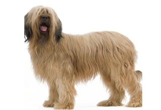 Soft Coat Breeds breed example, 81+ lb