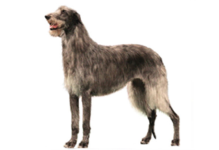 Wire Coat Breeds breed example, 81+ lb