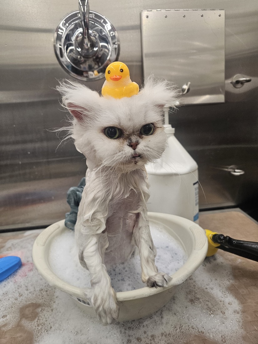 A freshly bathed Persian cat with a rubber duck on its head
