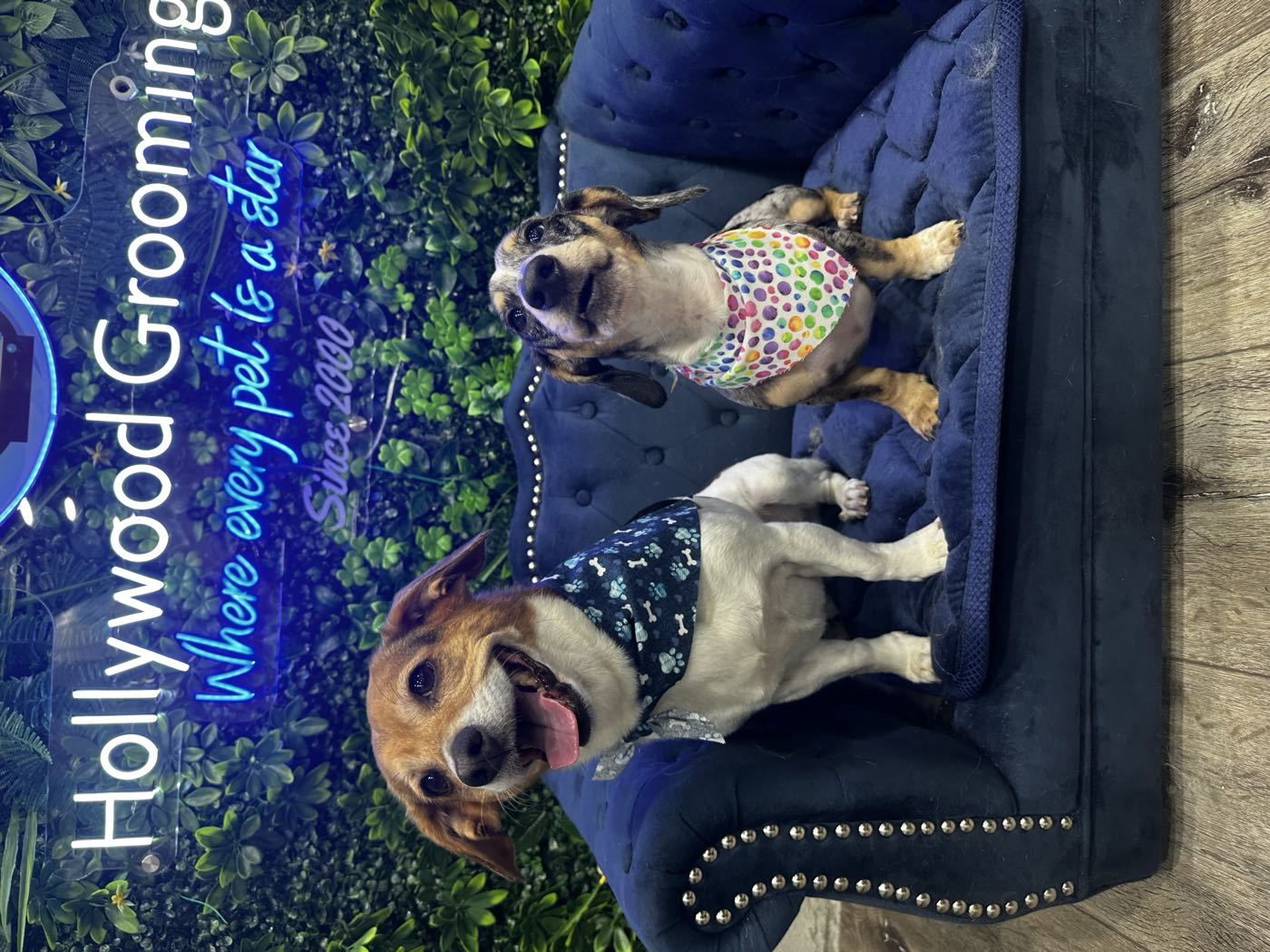 Happy dog being groomed in a Go Hollywood Grooming spa van