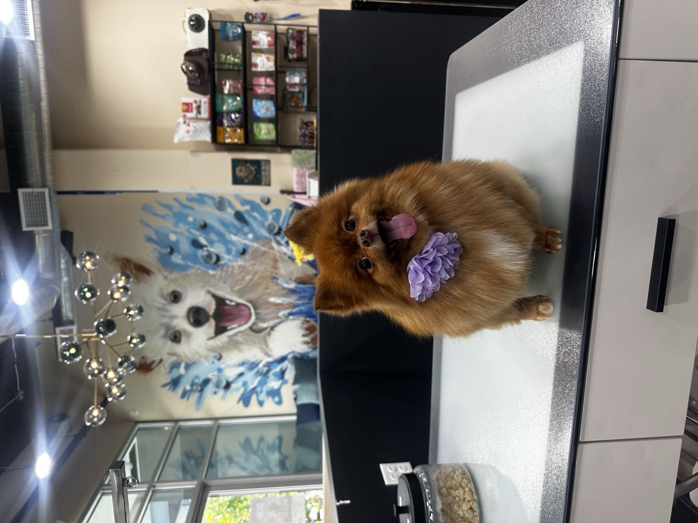 Hollywood Mobile Grooming Opens Its Doors in Burbank