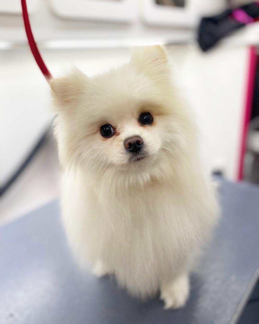Freshly groomed Pomeranian after a Go Hollywood Grooming spa day